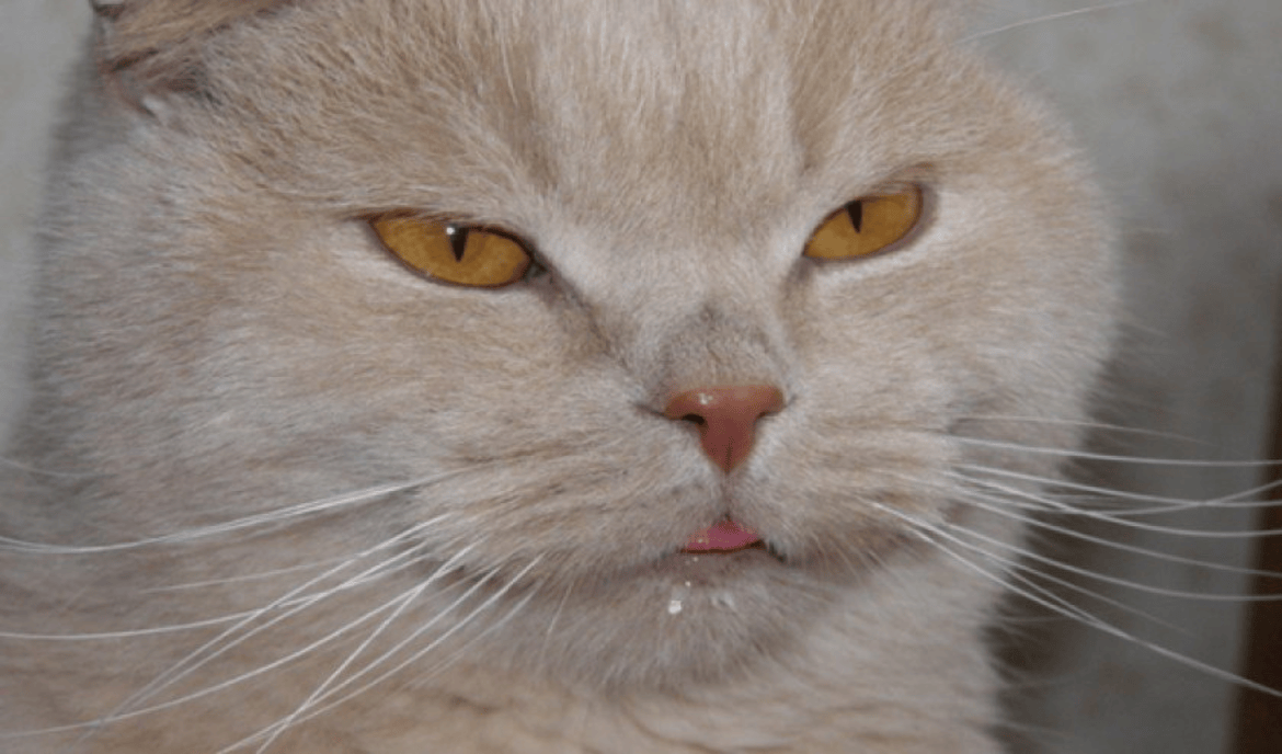 Warum Ihre Katze sabbert und speichelt